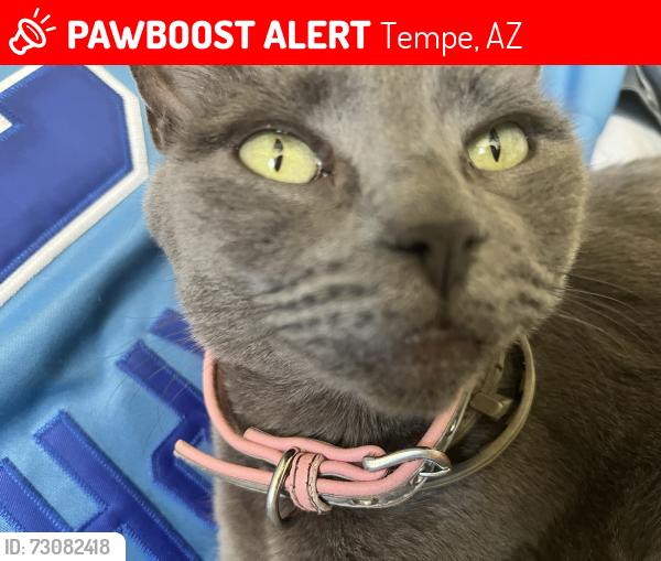 Lost Female Cat last seen Elliot and Kyrene, Tempe, AZ 85284