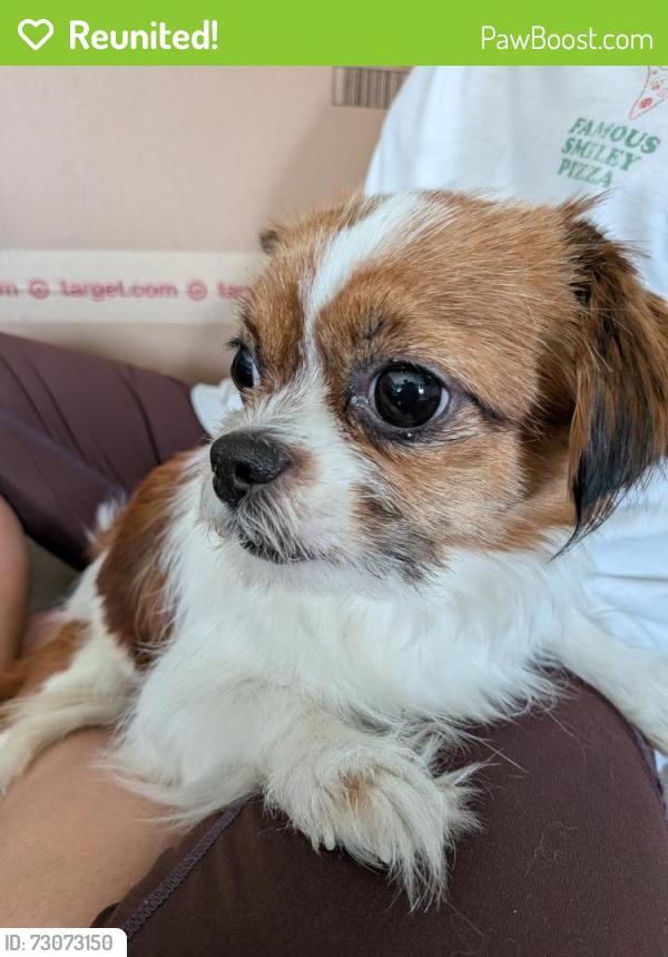 Reunited Female Dog last seen Wilson Street and Lang street Newark NJ, Newark, NJ 07105