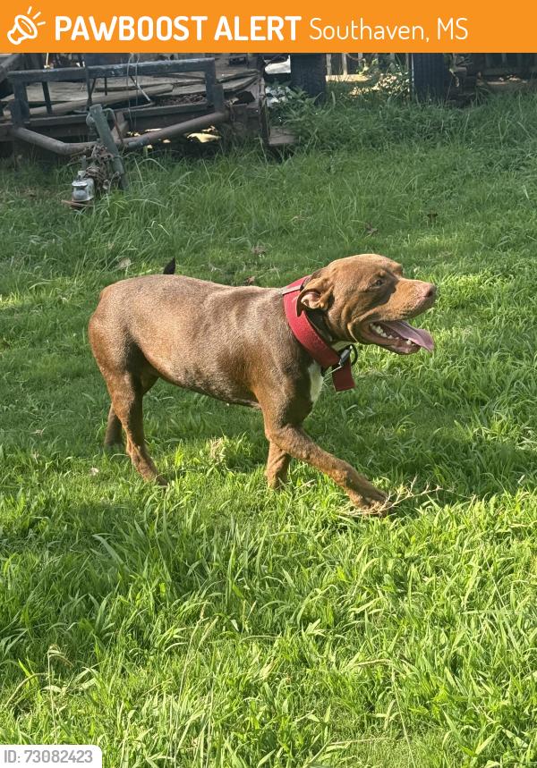 Found/Stray Male Dog last seen Oaklawn dr, Southaven, MS 38671
