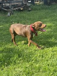 Found/Stray Male Dog last seen Oaklawn dr, Southaven, MS 38671