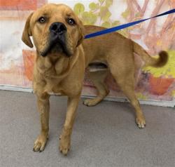 Shelter Stray Male Dog last seen N MERIDIAN AVE X W GILBERT J ADAME CT, 333 Chandler Pl, San Bernardino, CA 92408, USA