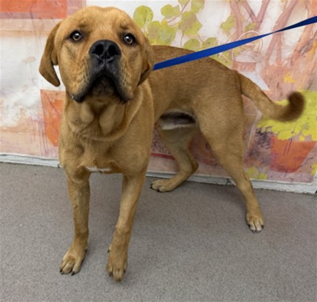 Shelter Stray Male Dog last seen N MERIDIAN AVE X W GILBERT J ADAME CT, 333 Chandler Pl, San Bernardino, CA 92408, USA