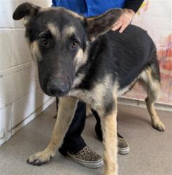 Shelter Stray Male Dog last seen Near BLOCK LONG VIEW, 333 Chandler Pl, San Bernardino, CA 92408, USA