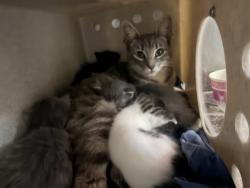 Shelter Stray Female Cat last seen , 333 Chandler Pl, San Bernardino, CA 92408, USA