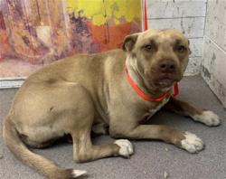 Shelter Stray Female Dog last seen Near BLOCK EMERALD AVE, 333 Chandler Pl, San Bernardino, CA 92408, USA