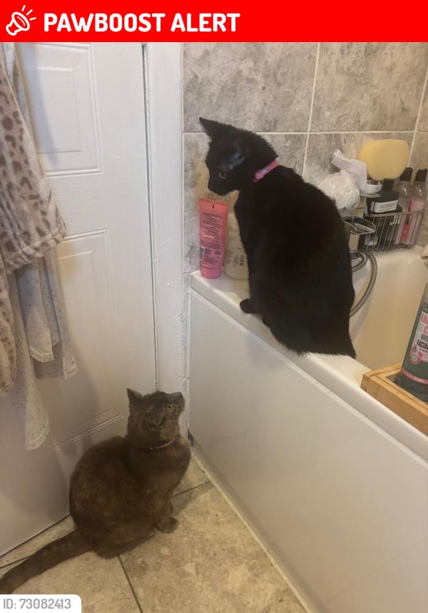 Lost Female Cat last seen Easterhouse,Glasgow G33, Glasgow City, Scotland G34