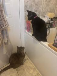 Lost Female Cat last seen Easterhouse,Glasgow G33, Glasgow City, Scotland G34