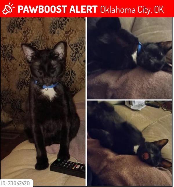 Lost Male Cat last seen NW 13th and Sterling, Oklahoma City, OK 73127