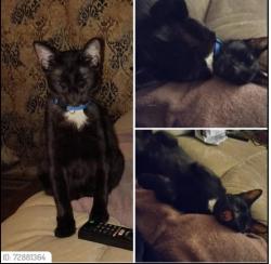 Lost Male Cat last seen NW 13th and Sterling, Oklahoma City, OK 73127