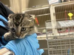 Shelter Stray Male Cat last seen , 3839 W Burnham St, West Milwaukee, WI 53215, USA