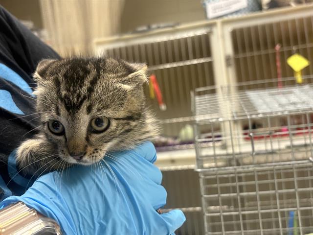 Shelter Stray Male Cat last seen , 3839 W Burnham St, West Milwaukee, WI 53215, USA
