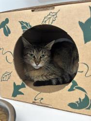 Shelter Stray Female Cat last seen Near, 2600 S Harding St, Indianapolis, IN 46221, USA