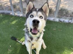 Shelter Stray Male Dog last seen , 1850 W 60th St, Los Angeles, CA 90047, USA