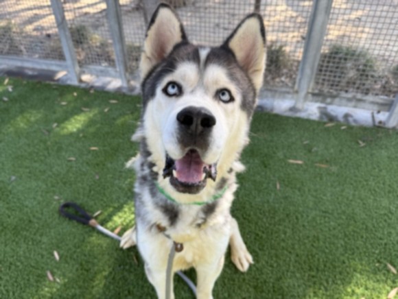 Shelter Stray Male Dog last seen , 1850 W 60th St, Los Angeles, CA 90047, USA