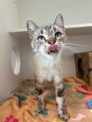 Shelter Stray Female Cat last seen Near, 2600 S Harding St, Indianapolis, IN 46221, USA
