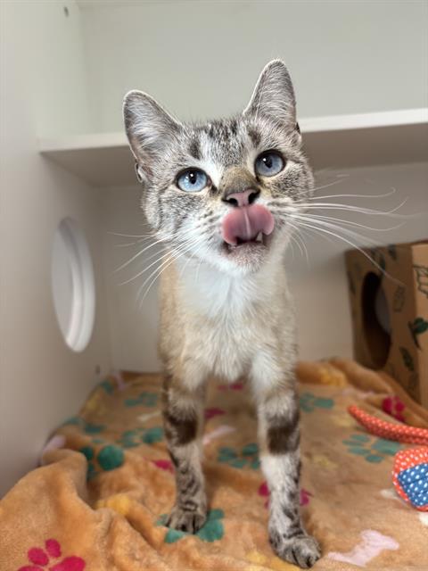 Shelter Stray Female Cat last seen Near, 2600 S Harding St, Indianapolis, IN 46221, USA