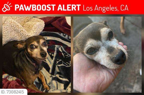 Lost Female Dog last seen Main & 74th street, Los Angeles, CA 90003