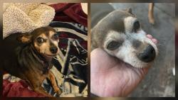 Lost Female Dog last seen Main & 74th street, Los Angeles, CA 90003
