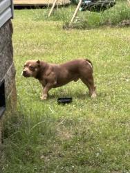 Found/Stray Male Dog last seen Cowpens pacolet rd, Cherokee County, SC 29340