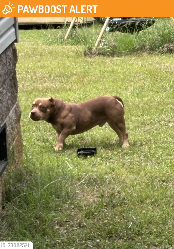 Found/Stray Male Dog last seen Cowpens pacolet rd, Cherokee County, SC 29340
