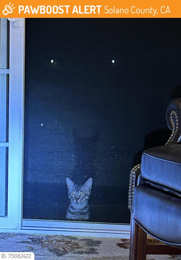 Found/Stray Unknown Cat last seen Winters Rd., Solano County, CA 95694