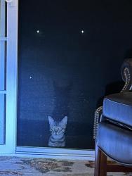 Found/Stray Unknown Cat last seen Winters Rd., Solano County, CA 95694