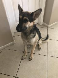 Reunited Female Dog last seen Hollywood and Charleston, Las Vegas, NV 89110