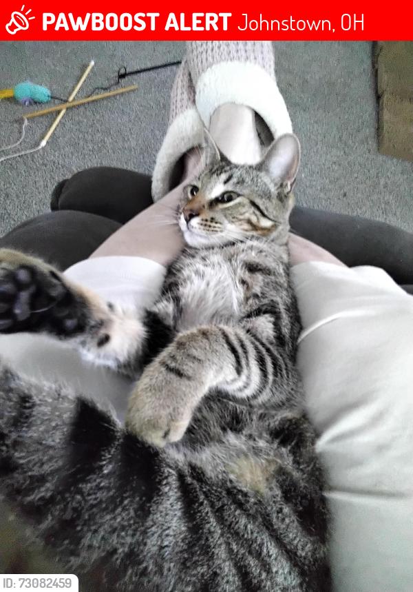 Lost Male Cat last seen Valleyview drive, Johnstown, OH 43031