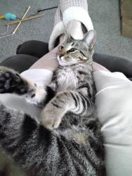 Lost Male Cat last seen Valleyview drive, Johnstown, OH 43031