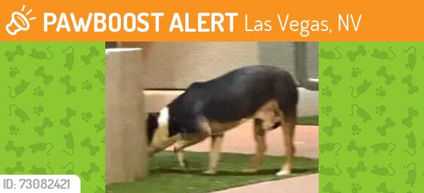 Found/Stray Unknown Dog last seen Near W Cheyenne Ave, Las Vegas, NV 89129, Las Vegas, NV 89129