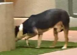 Found/Stray Unknown Dog last seen Near W Cheyenne Ave, Las Vegas, NV 89129, Las Vegas, NV 89129