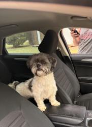 Found/Stray Female Dog last seen 71st street, Lubbock, TX 79424