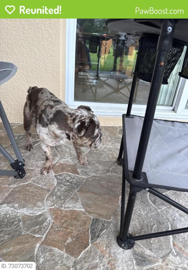 Reunited Unknown Dog last seen near jem customs, Kissimmee, FL 34744