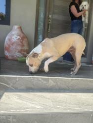 Found/Stray Male Dog last seen White oak and Miranda, Los Angeles, CA 91316