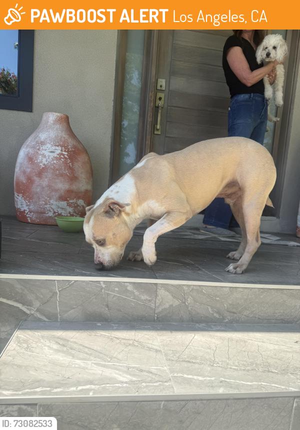 Found/Stray Male Dog last seen White oak and Miranda, Los Angeles, CA 91316