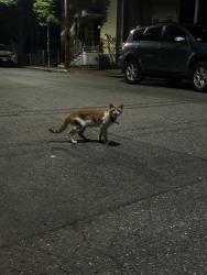 Found/Stray Unknown Cat last seen Pacific st, Cambridge, MA 02139