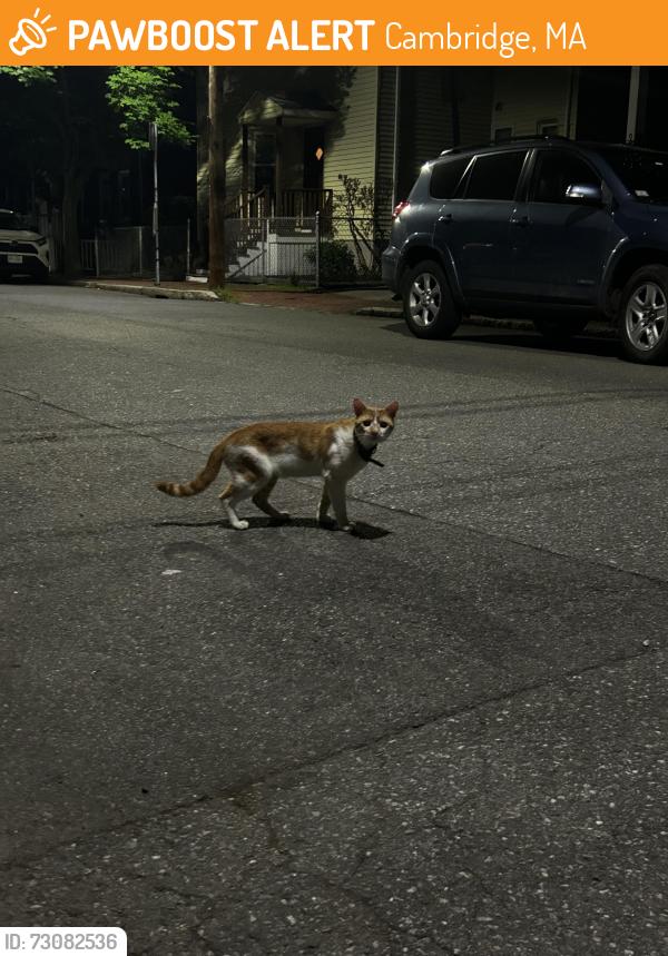 Found/Stray Unknown Cat last seen Pacific st, Cambridge, MA 02139