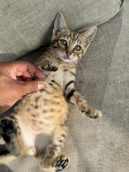 Found/Stray Male Cat last seen Peachtree, Myrtle Beach, SC 29588