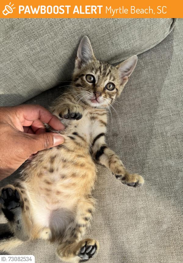 Found/Stray Male Cat last seen Peachtree, Myrtle Beach, SC 29588