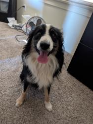 Found/Stray Male Dog last seen Elm Ave & Randall Ave (corner near flower shop), Fontana, CA 92335