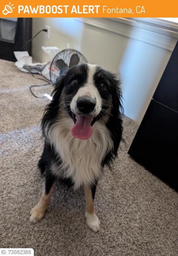 Found/Stray Male Dog last seen Elm Ave & Randall Ave (corner near flower shop), Fontana, CA 92335