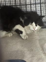 Reunited Male Cat last seen Sherwood Ave and Warden, Toronto, ON M1R