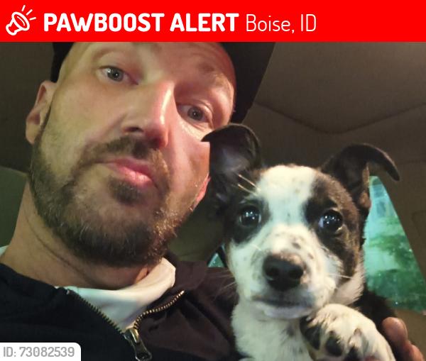 Lost Female Dog last seen At rest stop just outside of Boise heading to mountain home, Boise, ID 83702