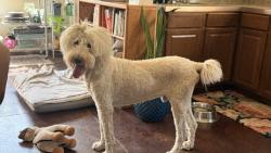 Found/Stray Male Dog last seen Yukon and 9th, Sun Valley, NV 89433