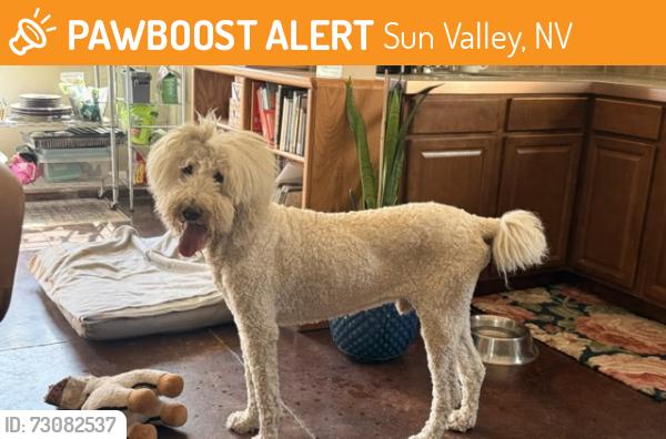 Found/Stray Male Dog last seen Yukon and 9th, Sun Valley, NV 89433