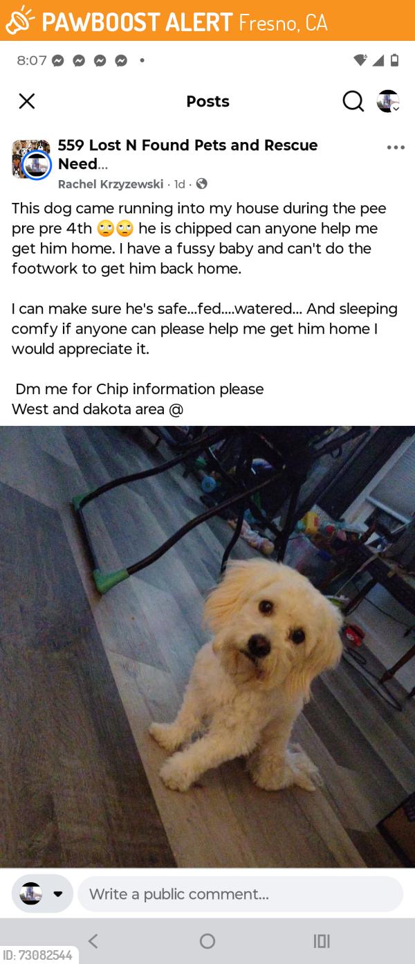 Found/Stray Male Dog last seen West and dakotA, Fresno, CA 93705