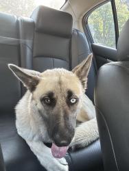 Found/Stray Male Dog last seen Elwell Ave, Greensboro, NC 27405