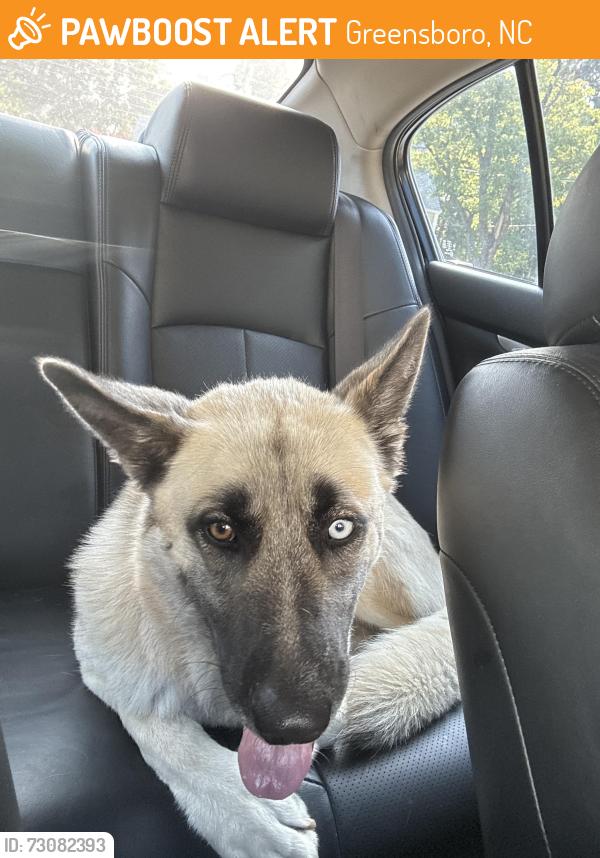 Found/Stray Male Dog last seen Elwell Ave, Greensboro, NC 27405