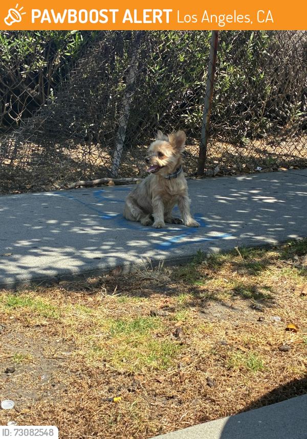 Found/Stray Unknown Cat last seen St Anne’s Family Services, Los Angeles, CA 90026