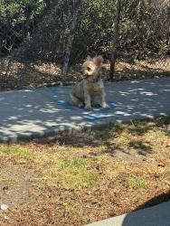 Found/Stray Unknown Cat last seen St Anne’s Family Services, Los Angeles, CA 90026
